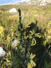 Erica galpinii