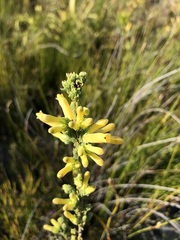Erica galpinii