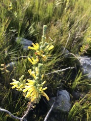 Erica galpinii