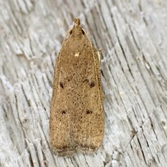 Glyphidocera democratica