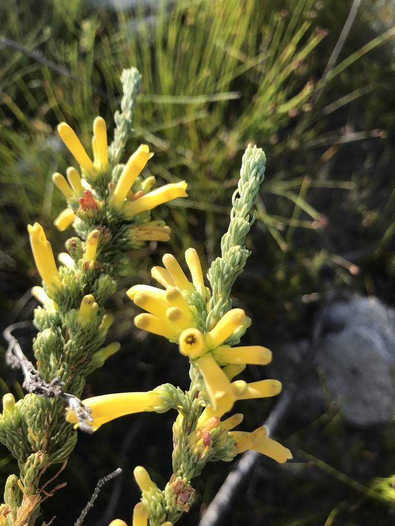 Erica galpinii