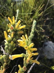 Erica galpinii