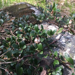 Arctostaphylos uva-ursi
