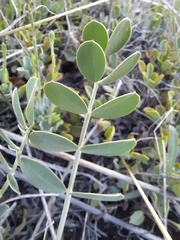 Astragalus pendulus