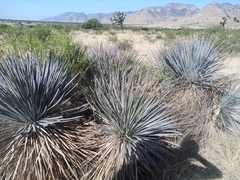 Dasylirion parryanum