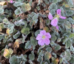 Erodium × variabile