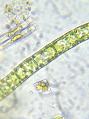 Microspora