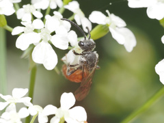 Sphecodes aroniae