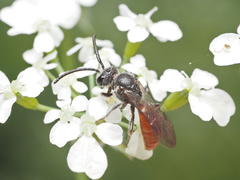 Sphecodes aroniae