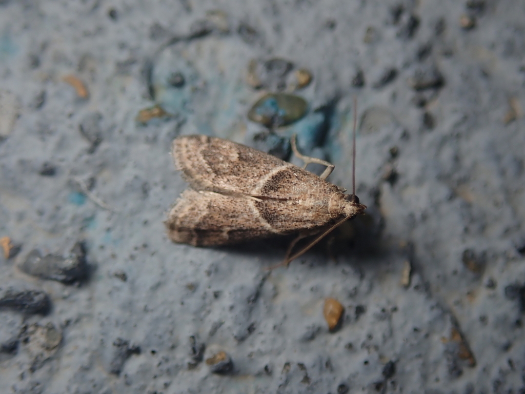 Nyctegretis ruminella
