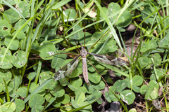 Tipula maxima