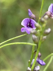 Vicia acutifolia