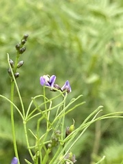Vicia acutifolia