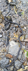 Synophis lasallei