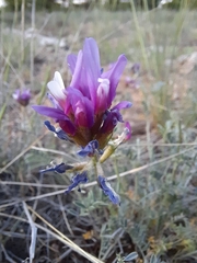 Astragalus onobrychis
