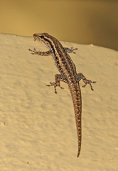 Lygodactylus