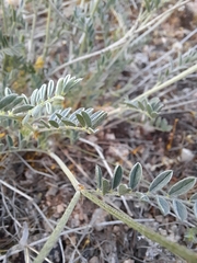 Astragalus onobrychis