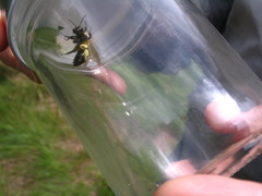 Andrena milwaukeensis