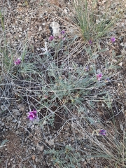 Astragalus onobrychis