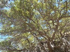 Quercus toumeyi