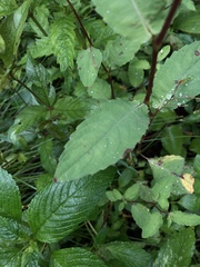 Impatiens noli-tangere