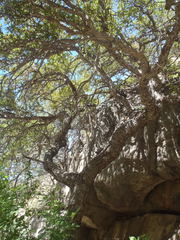 Quercus toumeyi