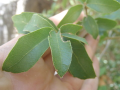 Quercus toumeyi