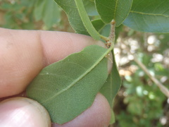Quercus toumeyi