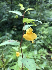 Impatiens noli-tangere