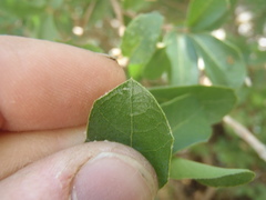 Quercus toumeyi