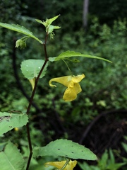 Impatiens noli-tangere