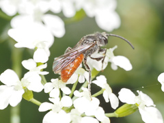Sphecodes aroniae