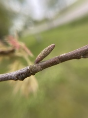 Amphibolips ellipsoidalis