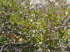 Quercus toumeyi