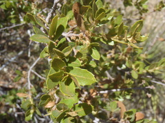 Quercus toumeyi