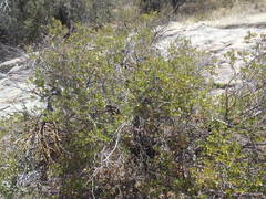 Quercus toumeyi