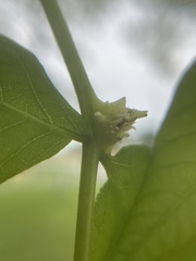 Phylloxera spinosa
