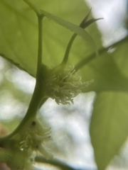 Phylloxera spinosa