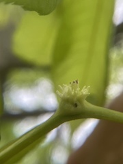 Phylloxera spinosa