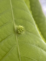 Phylloxera spinosa