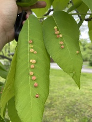 Phylloxera caryaeglobuli