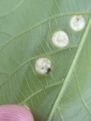 Phylloxera caryaeglobuli