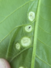 Phylloxera caryaeglobuli