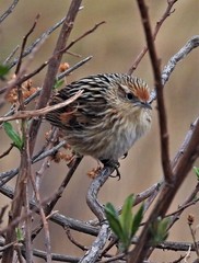 Asthenes maculicauda