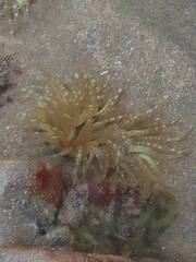 Anthopleura biscayensis