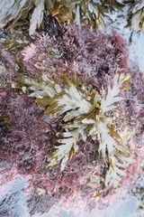 Stephanocystis