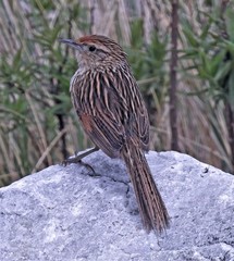 Asthenes maculicauda