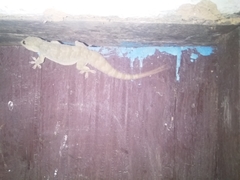 Hemidactylus platyurus