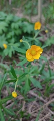 Ranunculus cassubicus