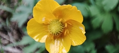 Ranunculus cassubicus